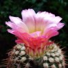 Notocactus _rutilans _10